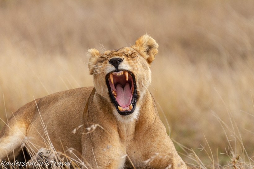 Serengeti Safari